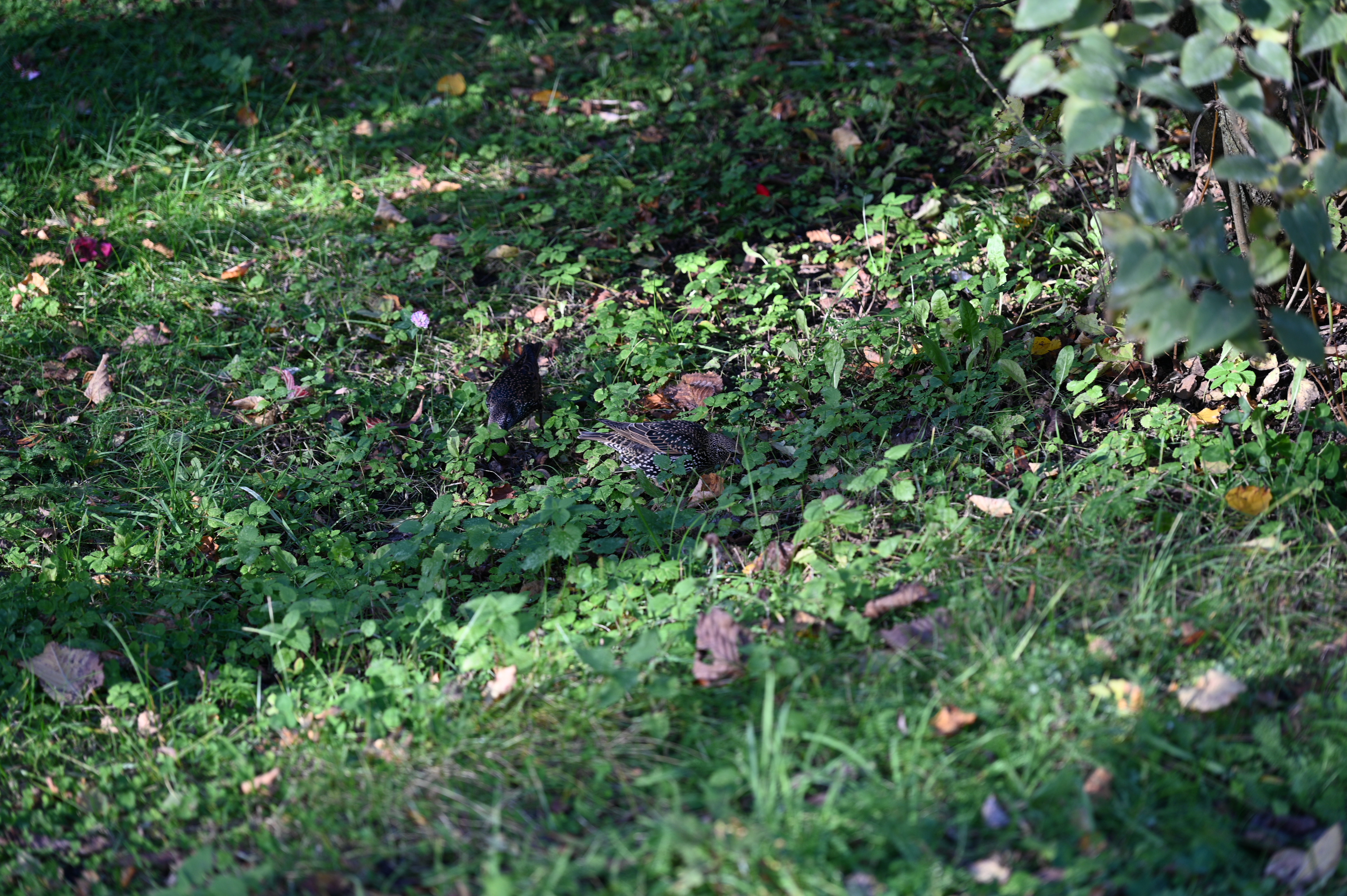 2025/10/18 - walk/DSC_0136.JPG